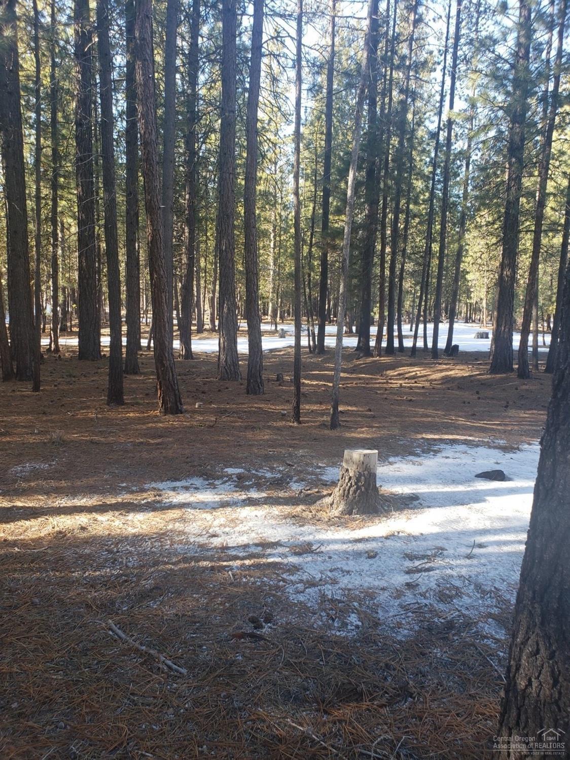 Ponderosa Pines - Land