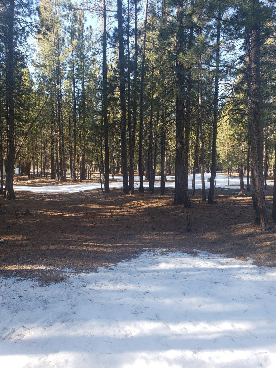 Ponderosa Pines - Land