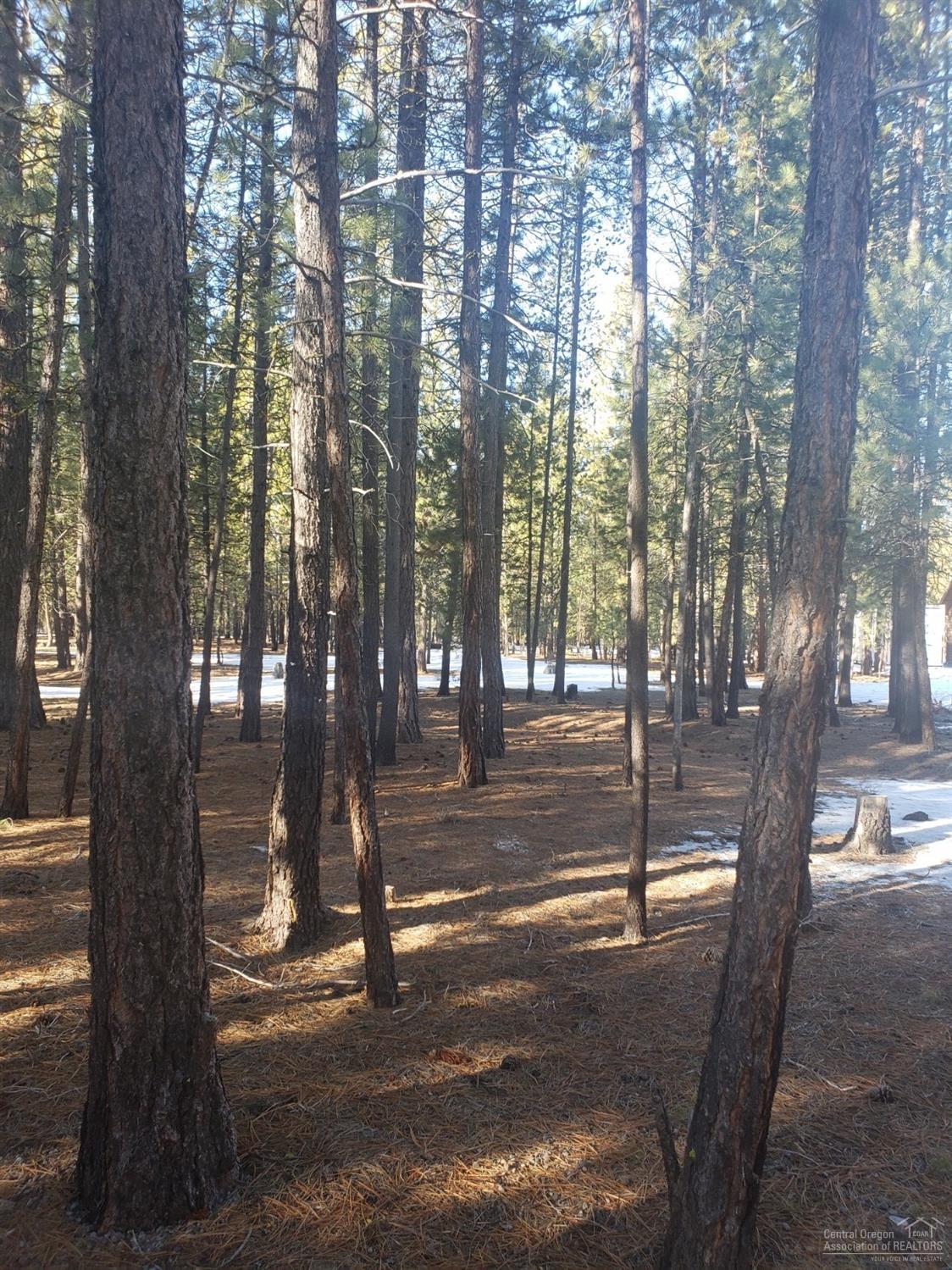 Ponderosa Pines - Land