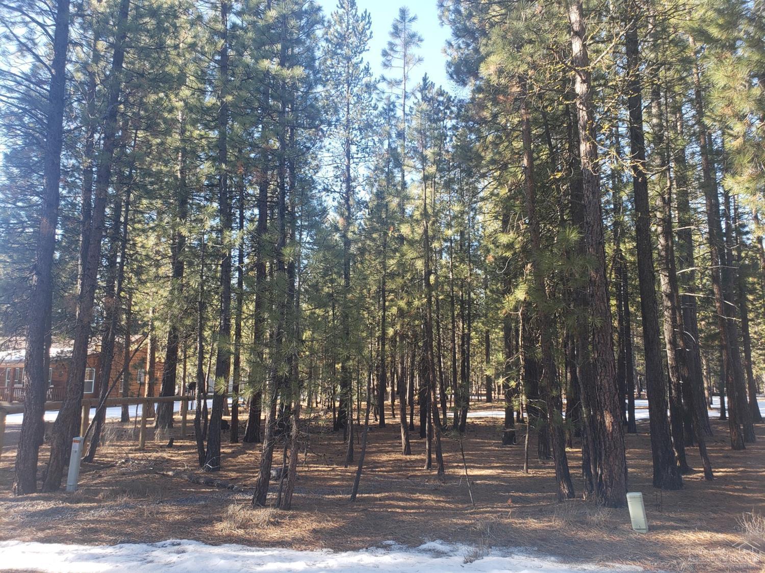 Ponderosa Pines - Land