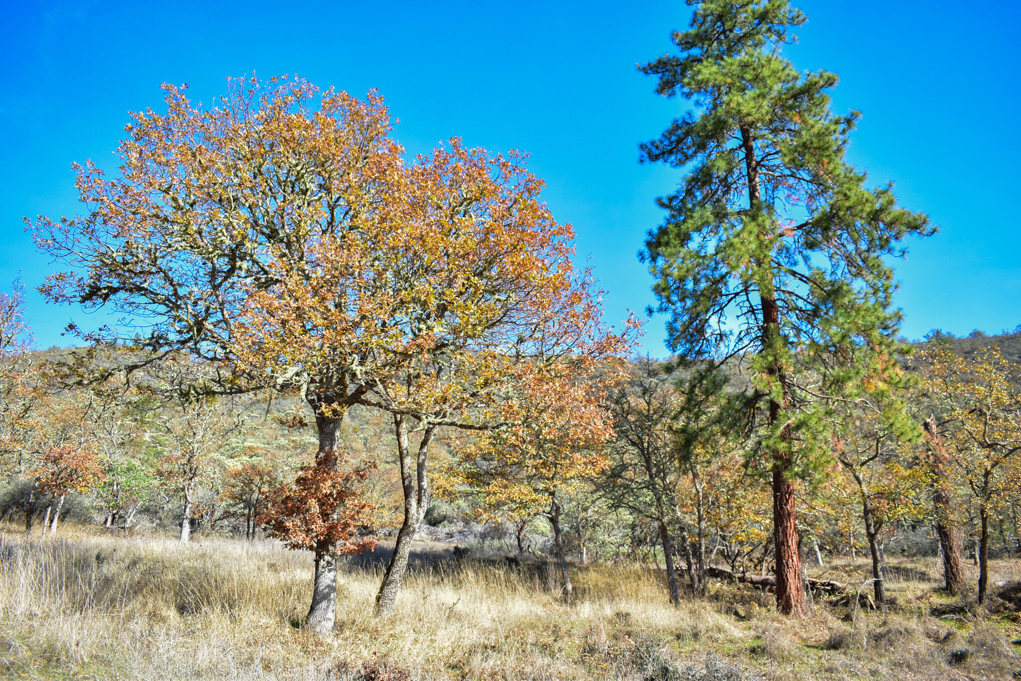 Applegate Park Subdivision - Commercial Sale