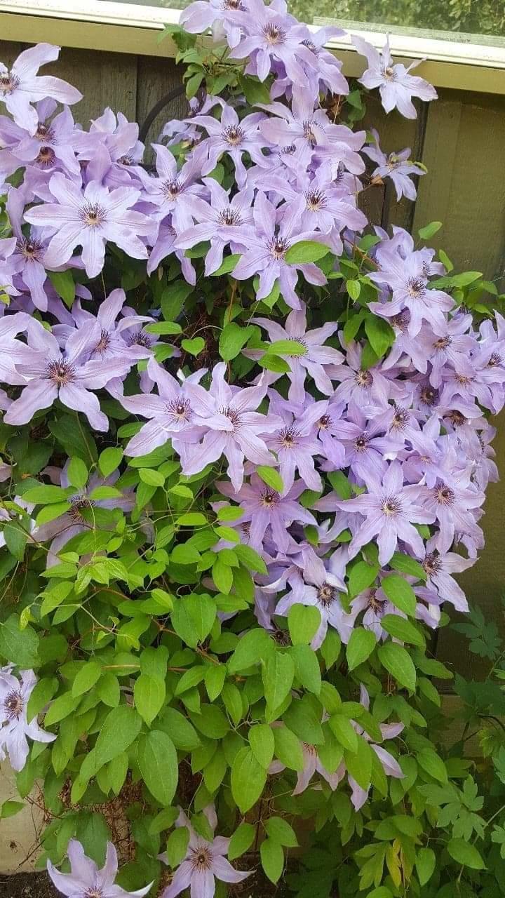 Summer Meadows - Residential