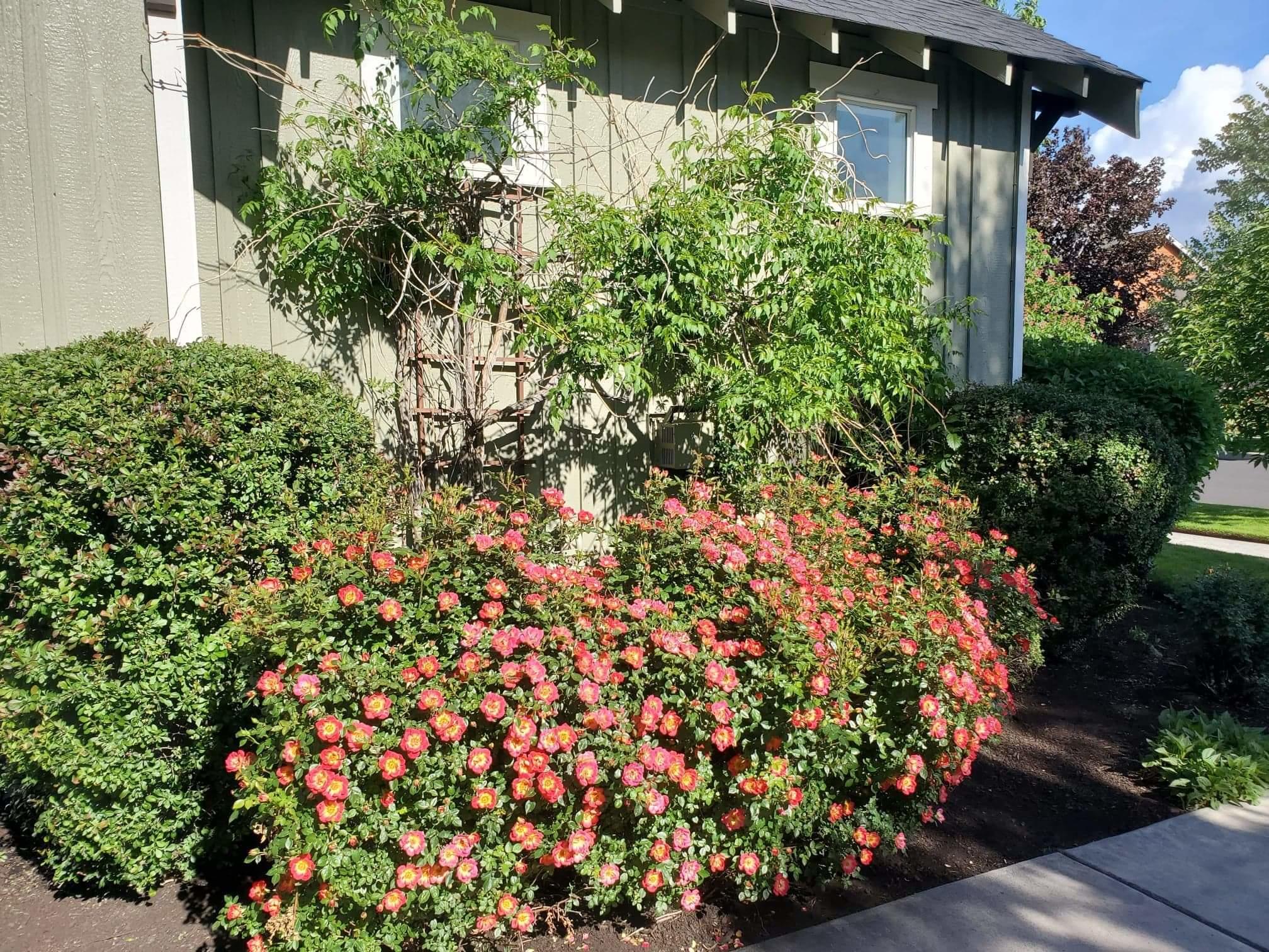 Summer Meadows - Residential