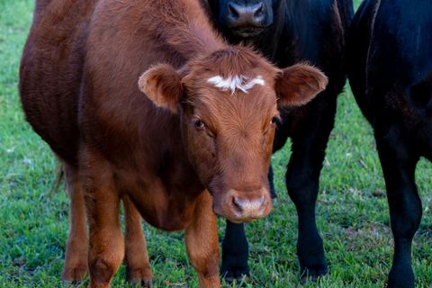 Tiny photo for 66505 Gerking Market Road, Bend, OR 97703 (MLS # 220207668)