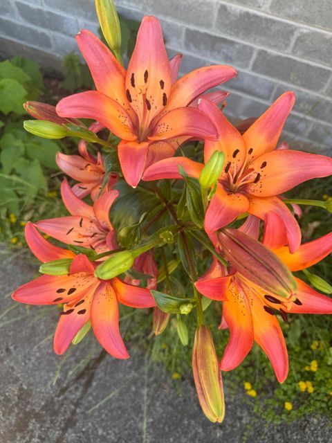 Tiny photo for 1215 NE A Street NE, Grants Pass, OR 97526 (MLS # 220213426)