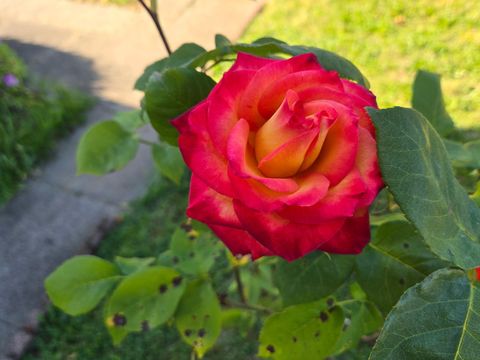 Tiny photo for 1215 NE A Street NE, Grants Pass, OR 97526 (MLS # 220213426)