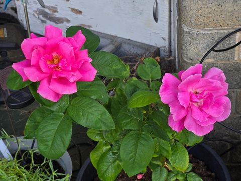 Tiny photo for 1215 NE A Street NE, Grants Pass, OR 97526 (MLS # 220213426)