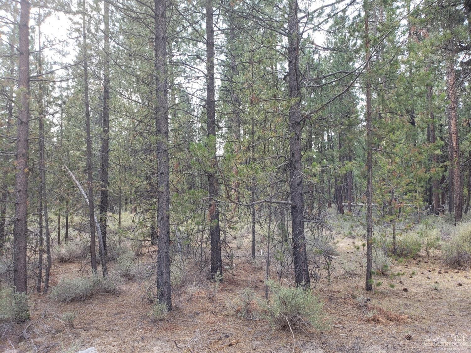 Ponderosa Pines East - Land