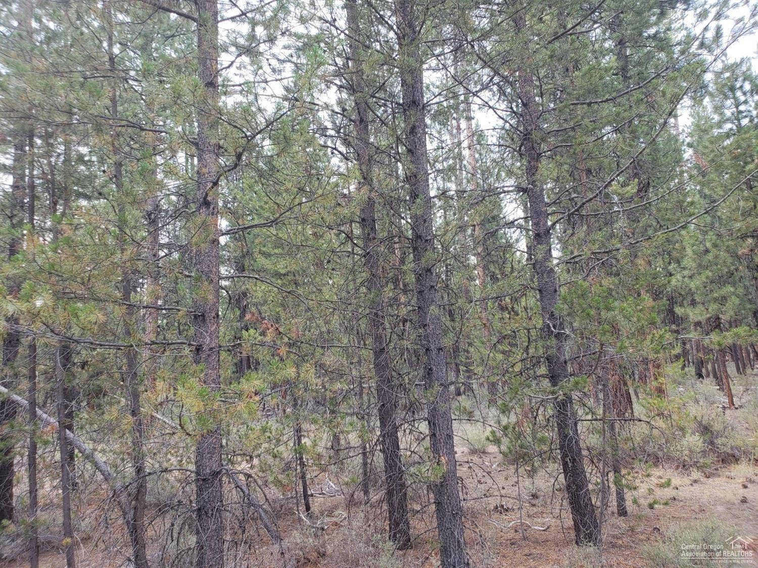 Ponderosa Pines East - Land