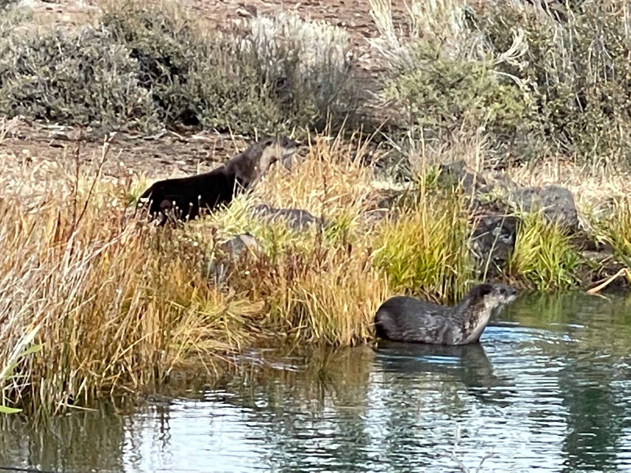 Wild Horse Ridge - Residential