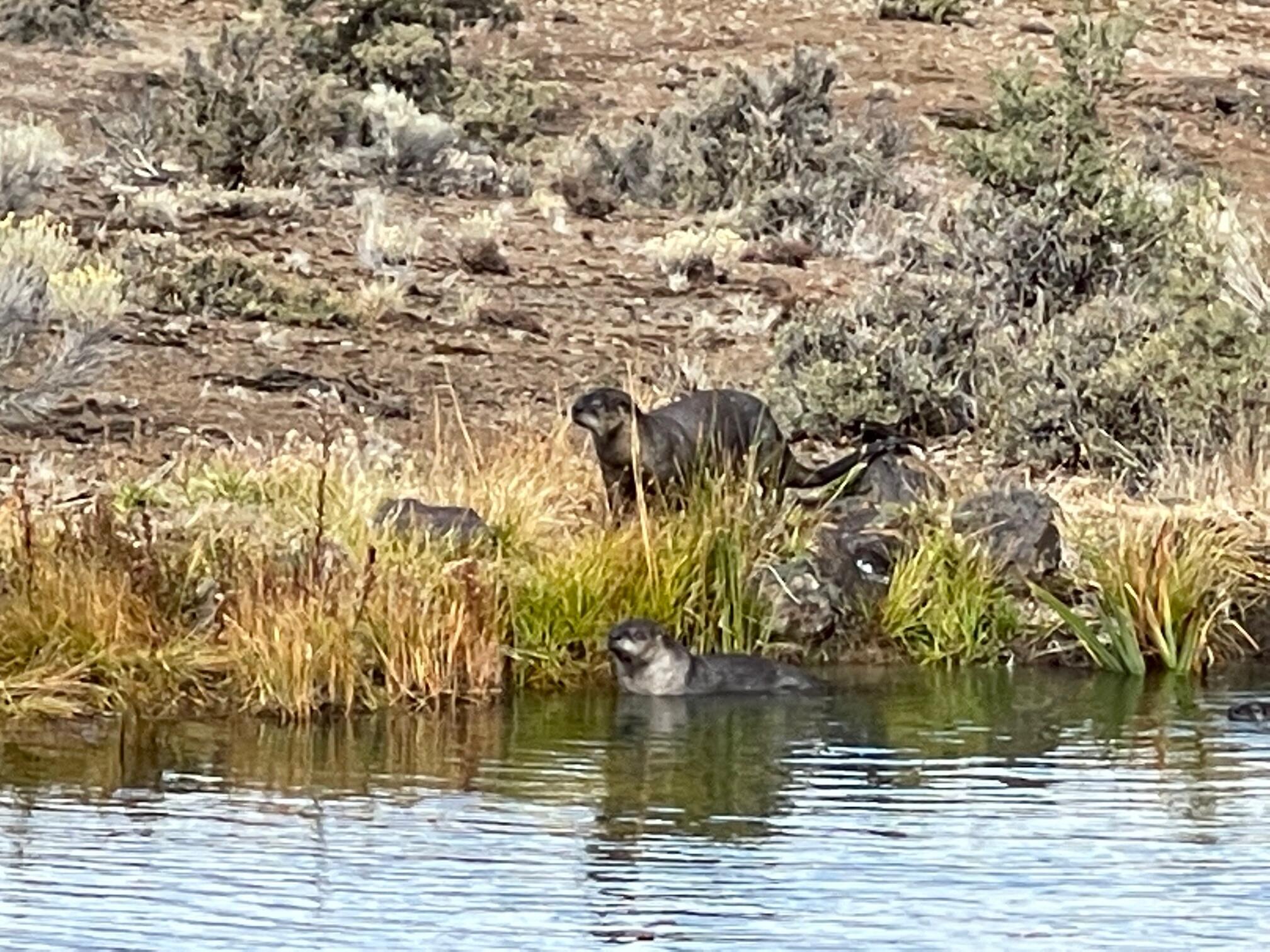 Wild Horse Ridge - Residential