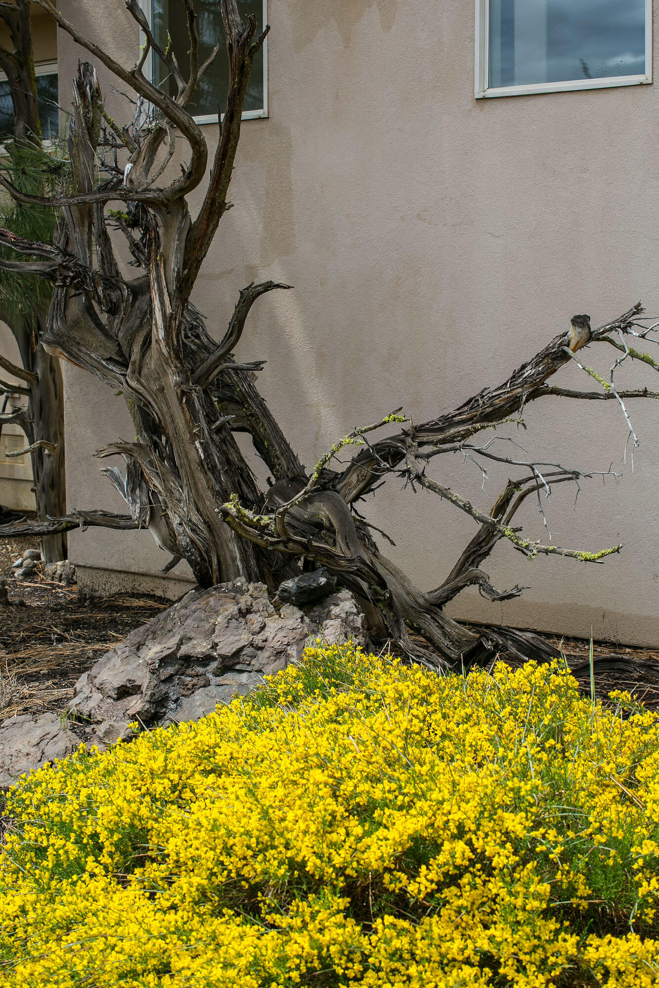 Wild Horse Ridge - Residential