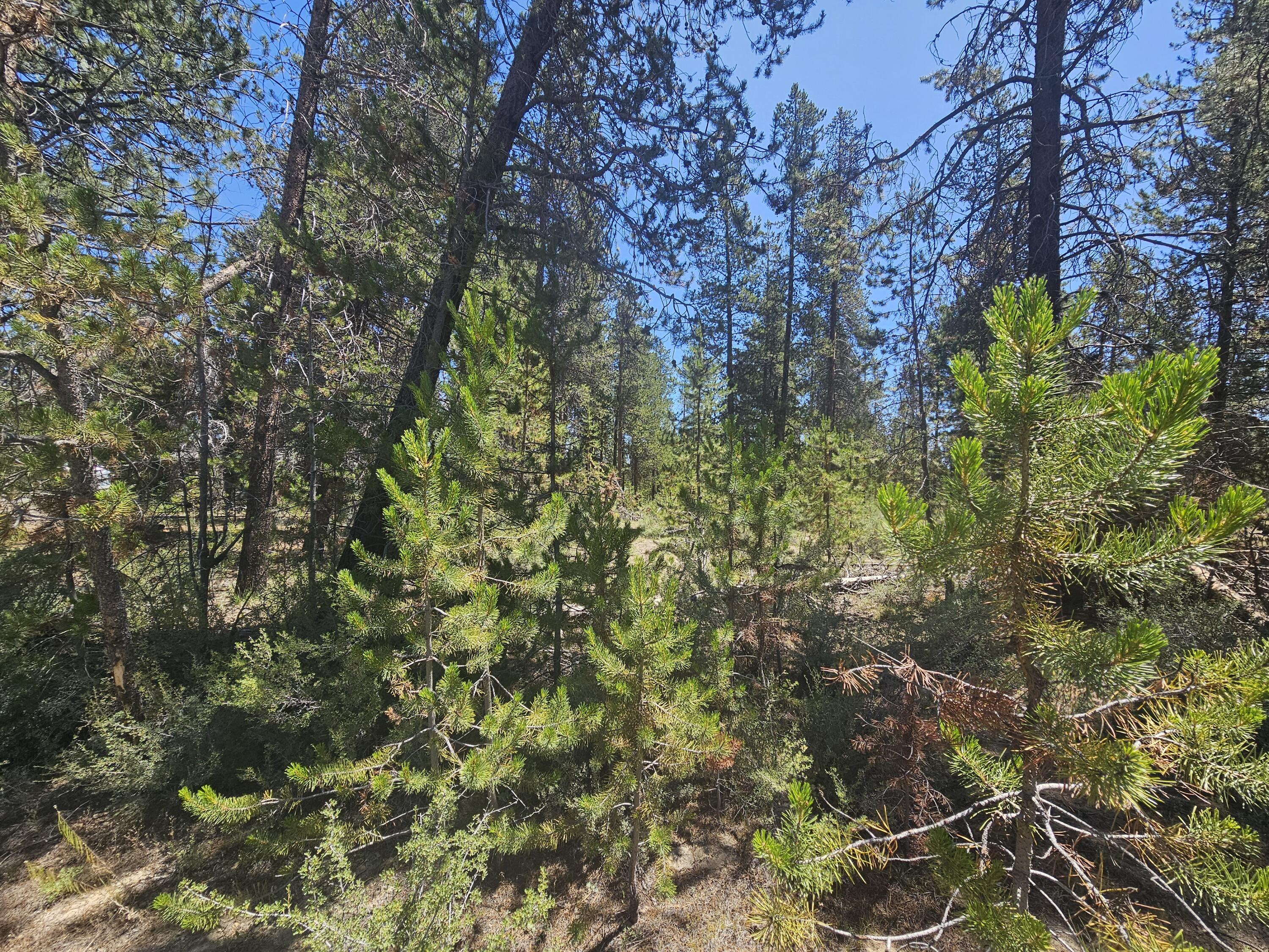 River Pine Estates - Land