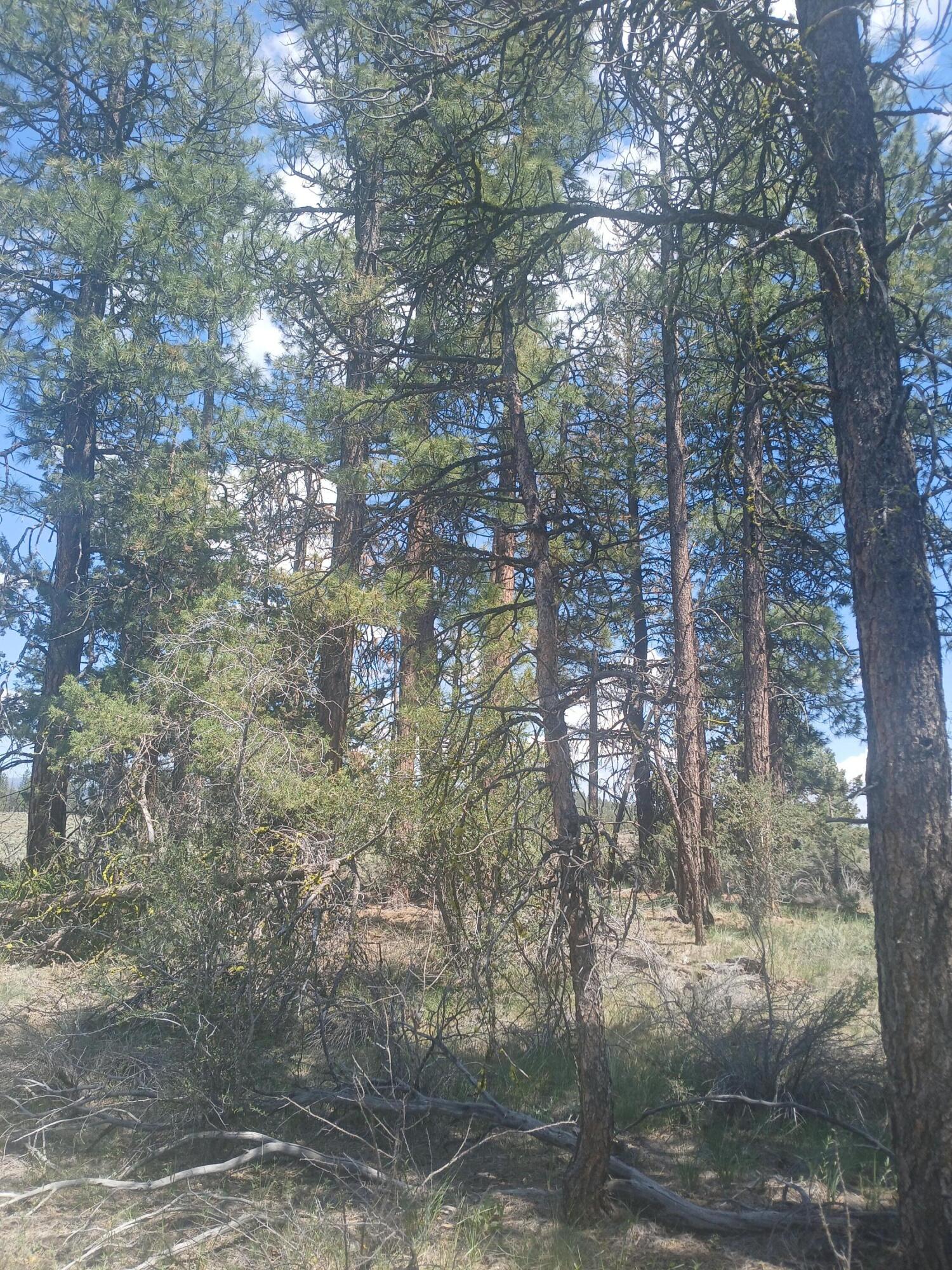 Oregon Pines - Land