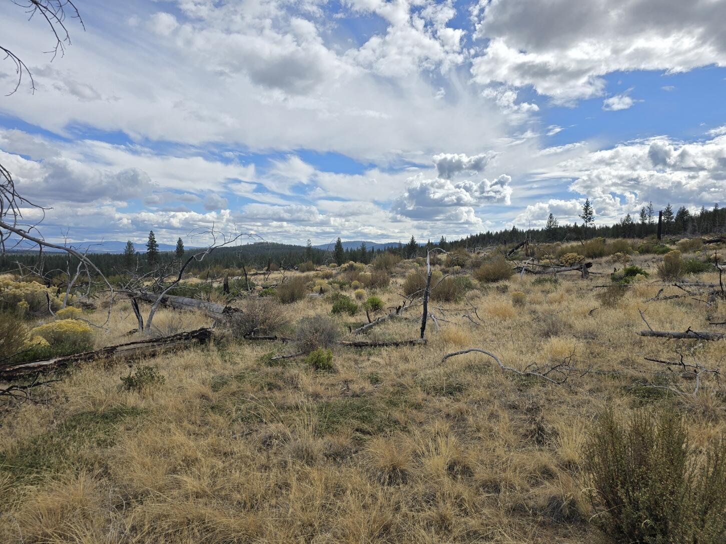 Ferguson Mountain Pines - Land