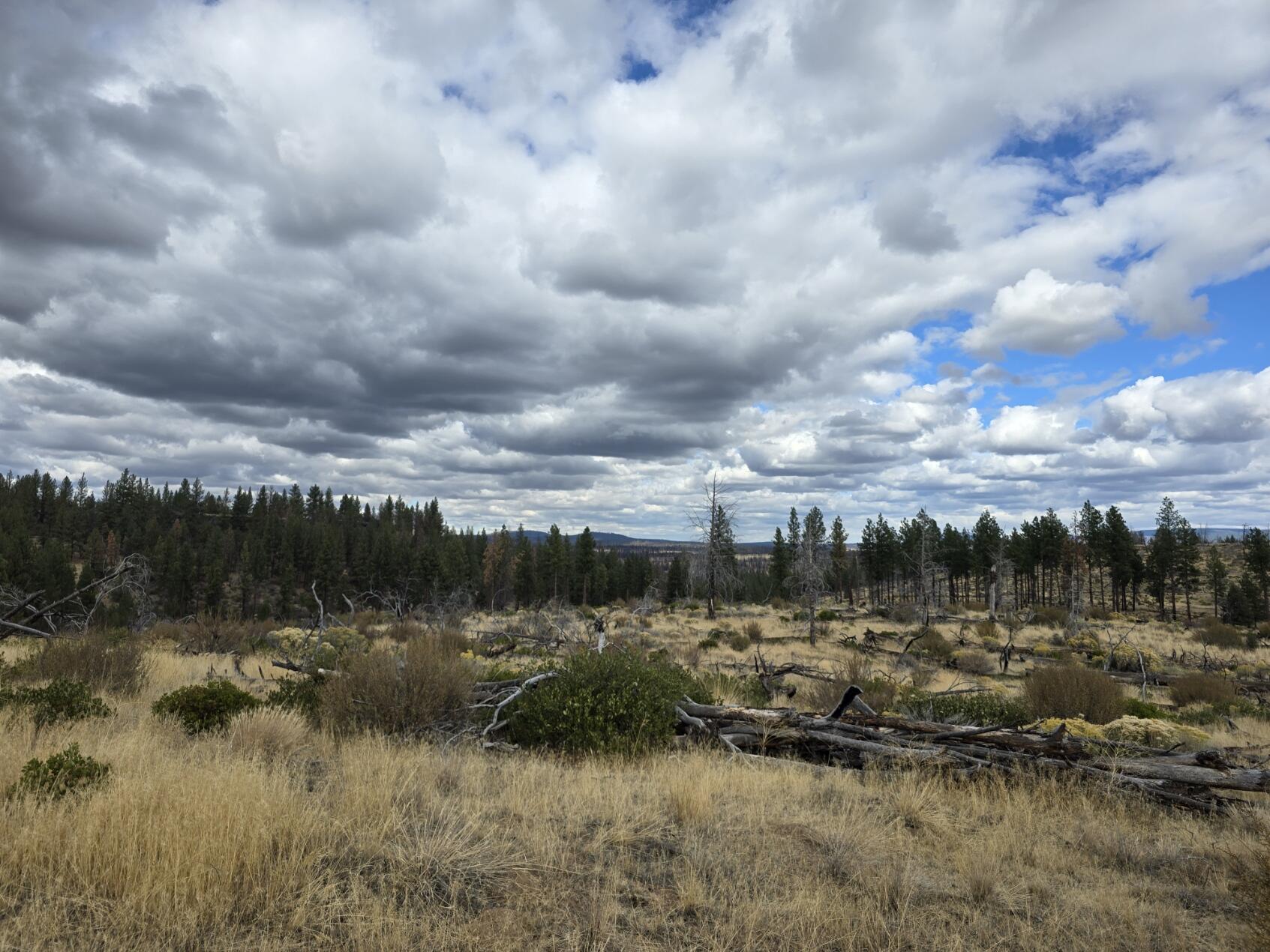 Ferguson Mountain Pines - Land