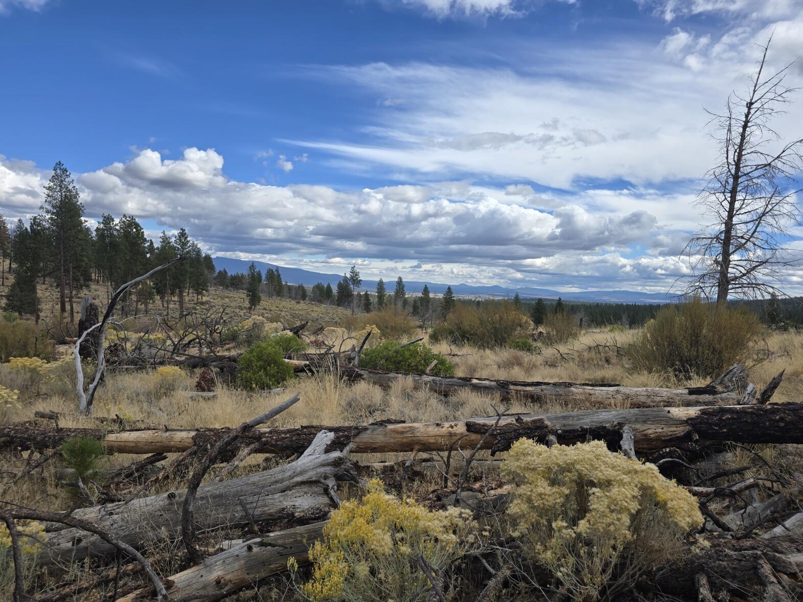 Ferguson Mountain Pines - Land
