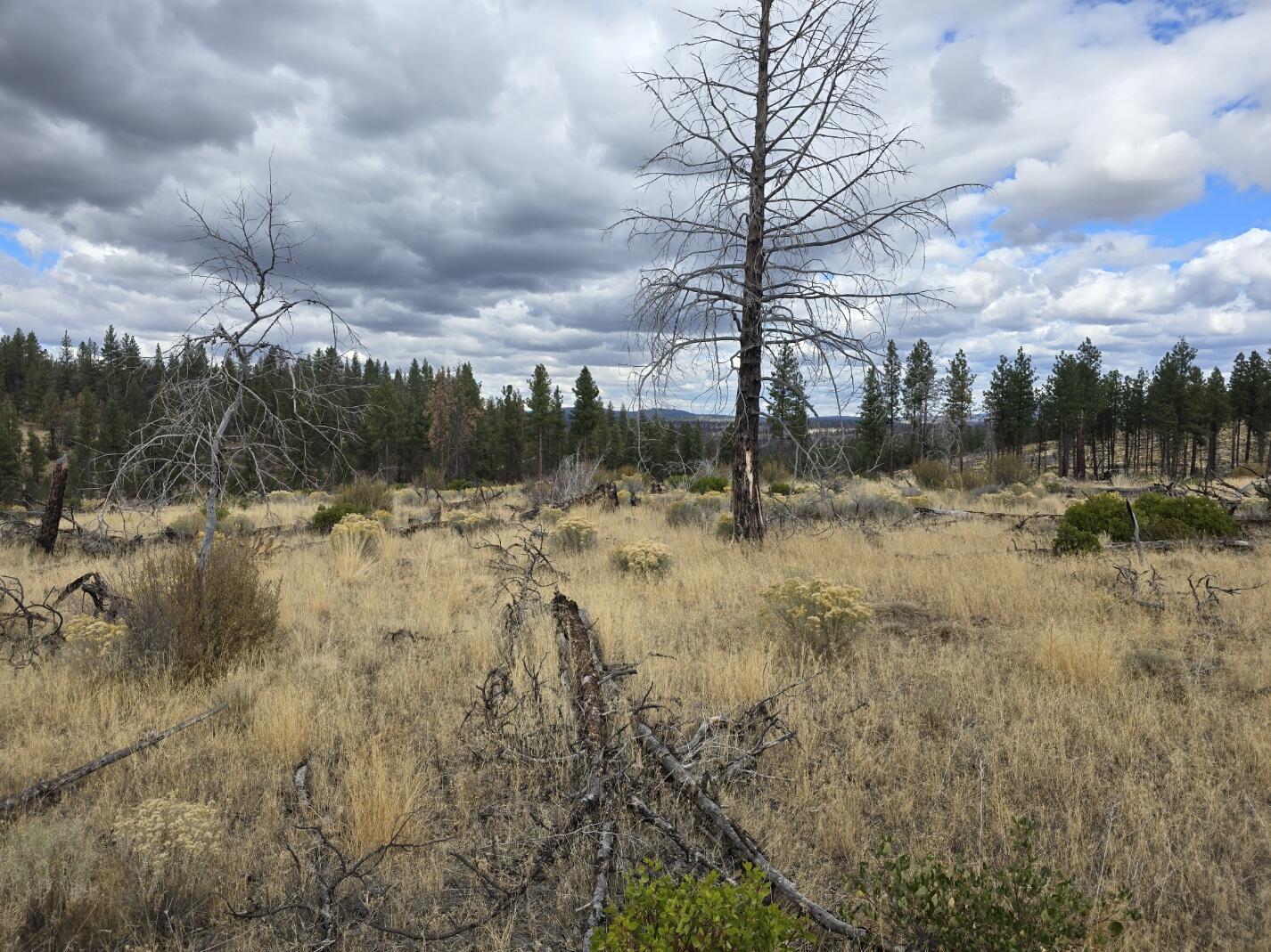 Ferguson Mountain Pines - Land