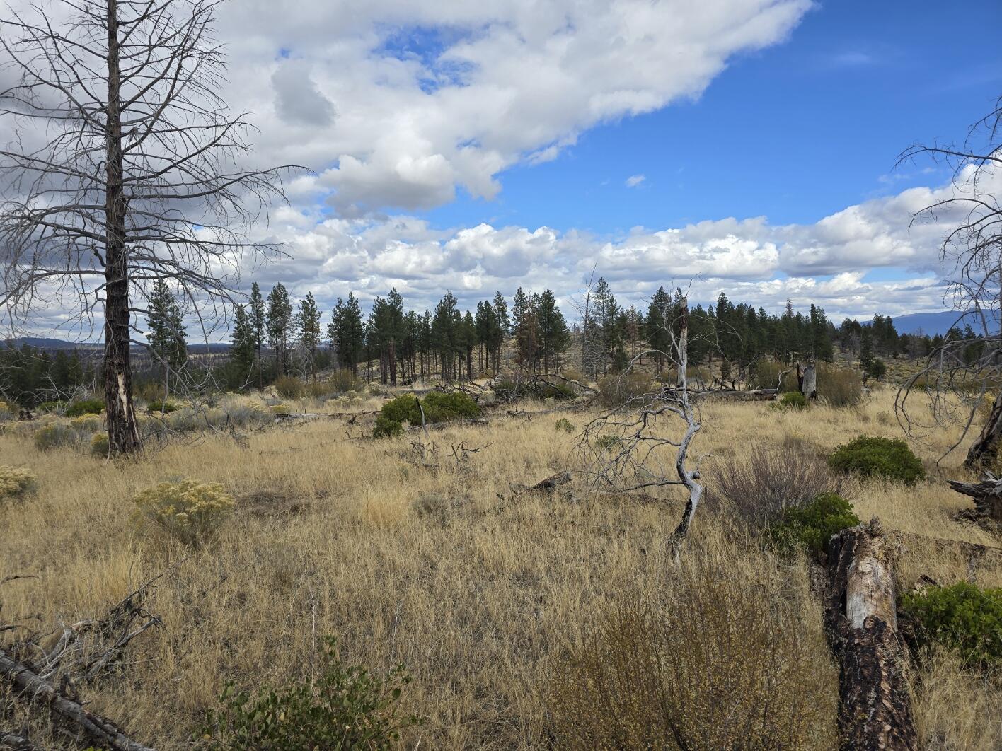 Ferguson Mountain Pines - Land