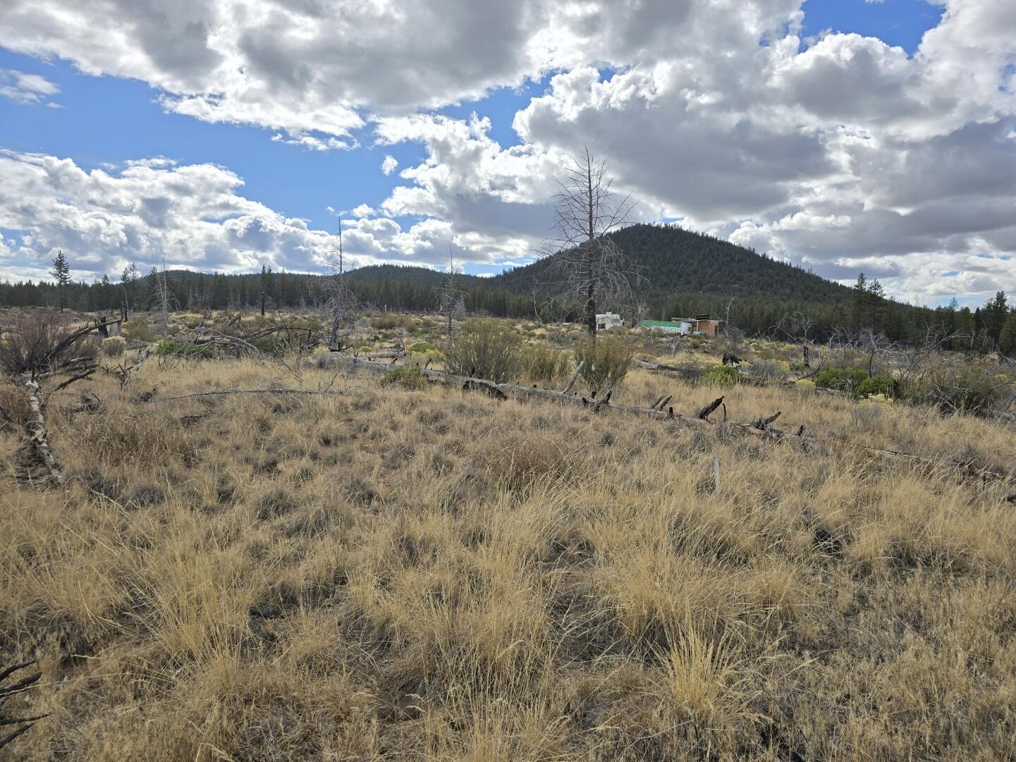 Ferguson Mountain Pines - Land