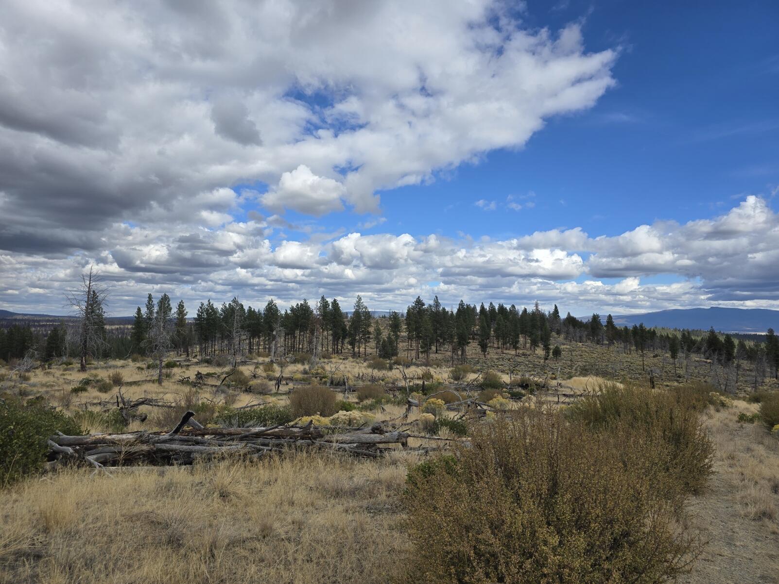 Ferguson Mountain Pines - Land