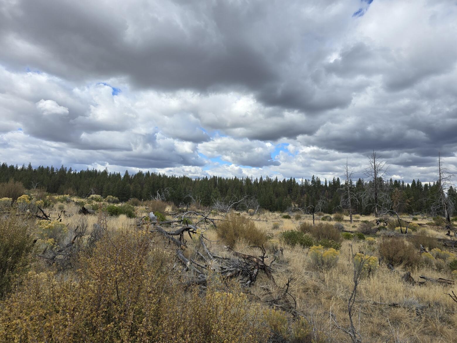 Ferguson Mountain Pines - Land