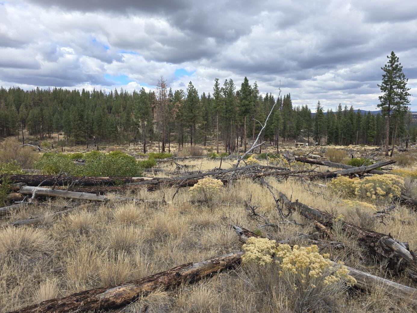 Ferguson Mountain Pines - Land