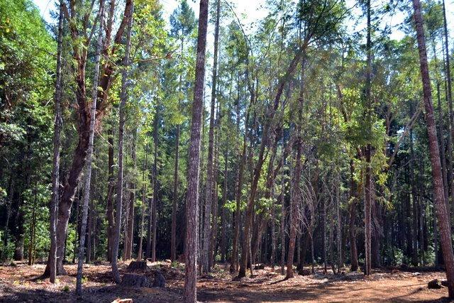 Idlewild Subdivision - Residential