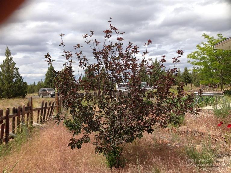 Juniper Acres - Residential