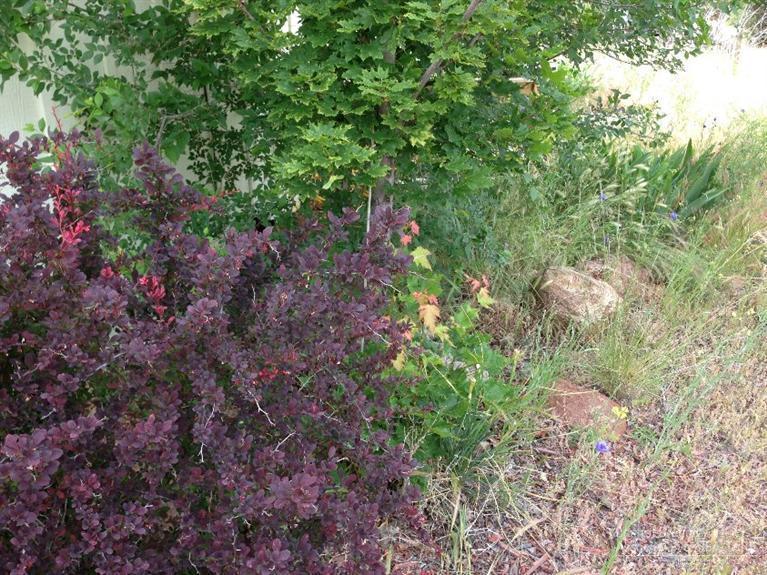 Juniper Acres - Residential