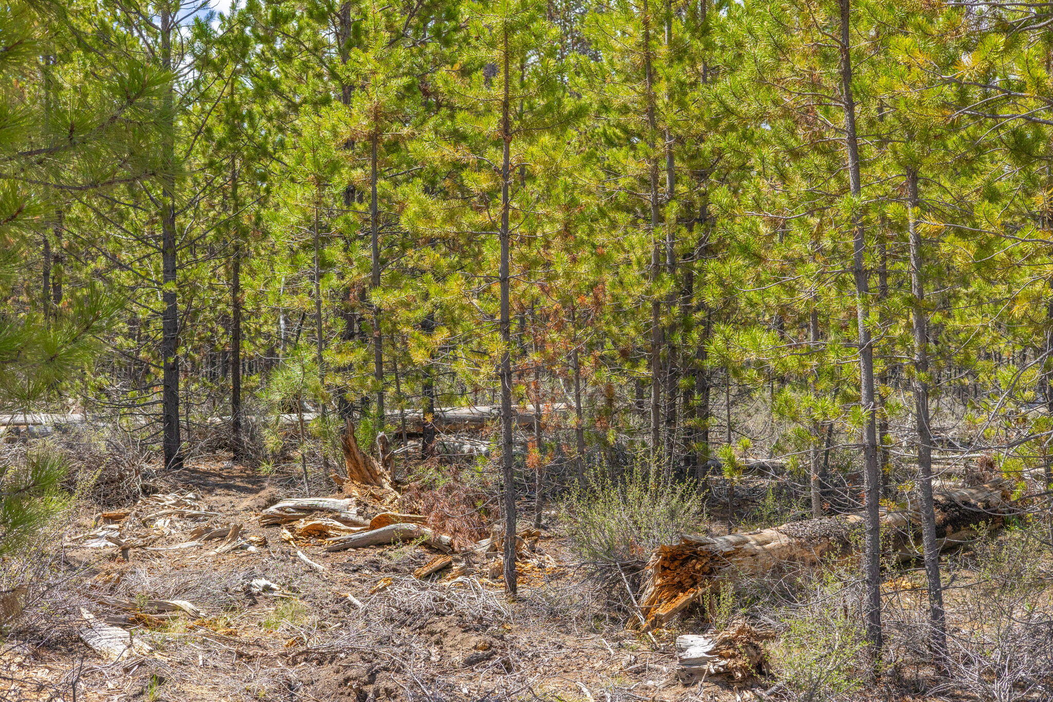 Wagon Trail Acreages - Land