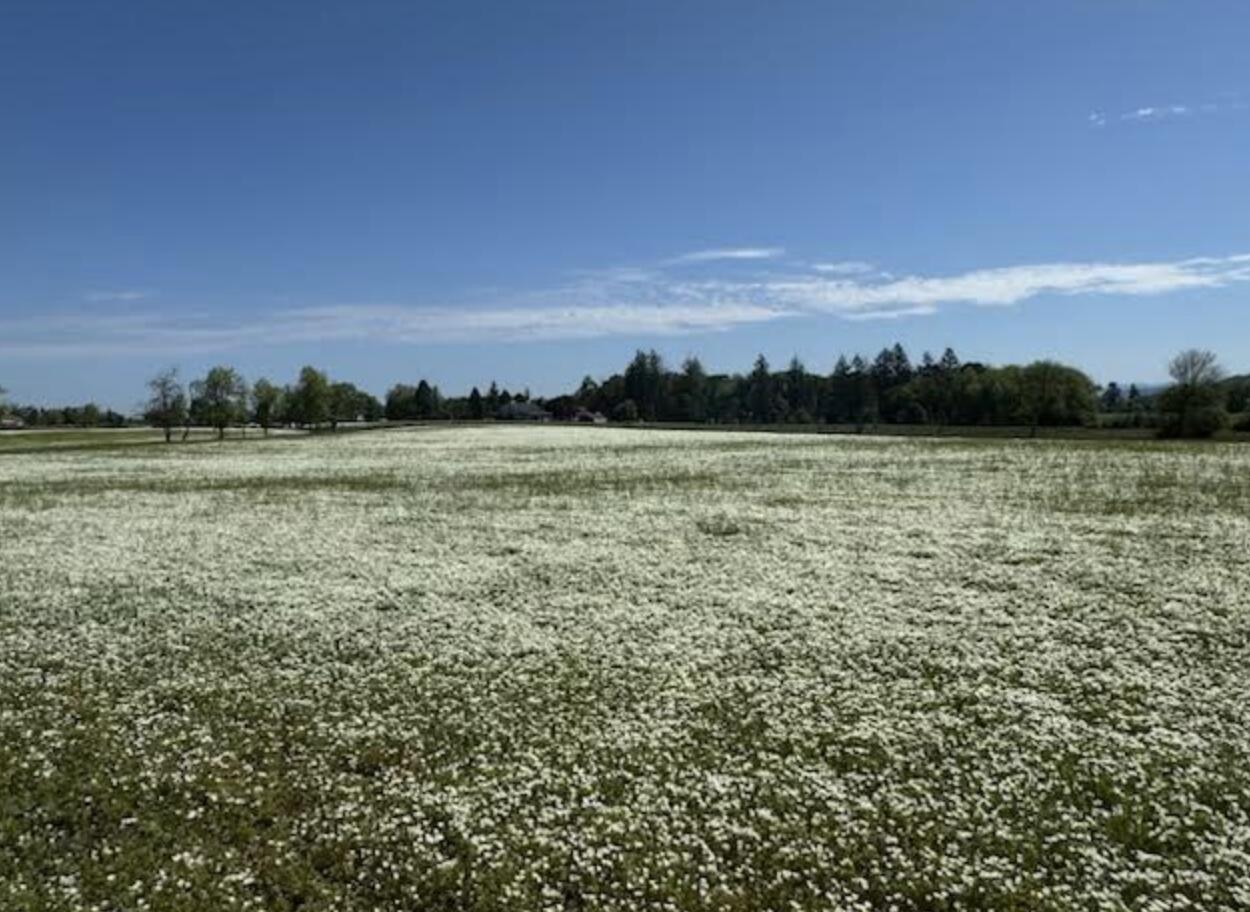 Scio, Plan Of - Residential