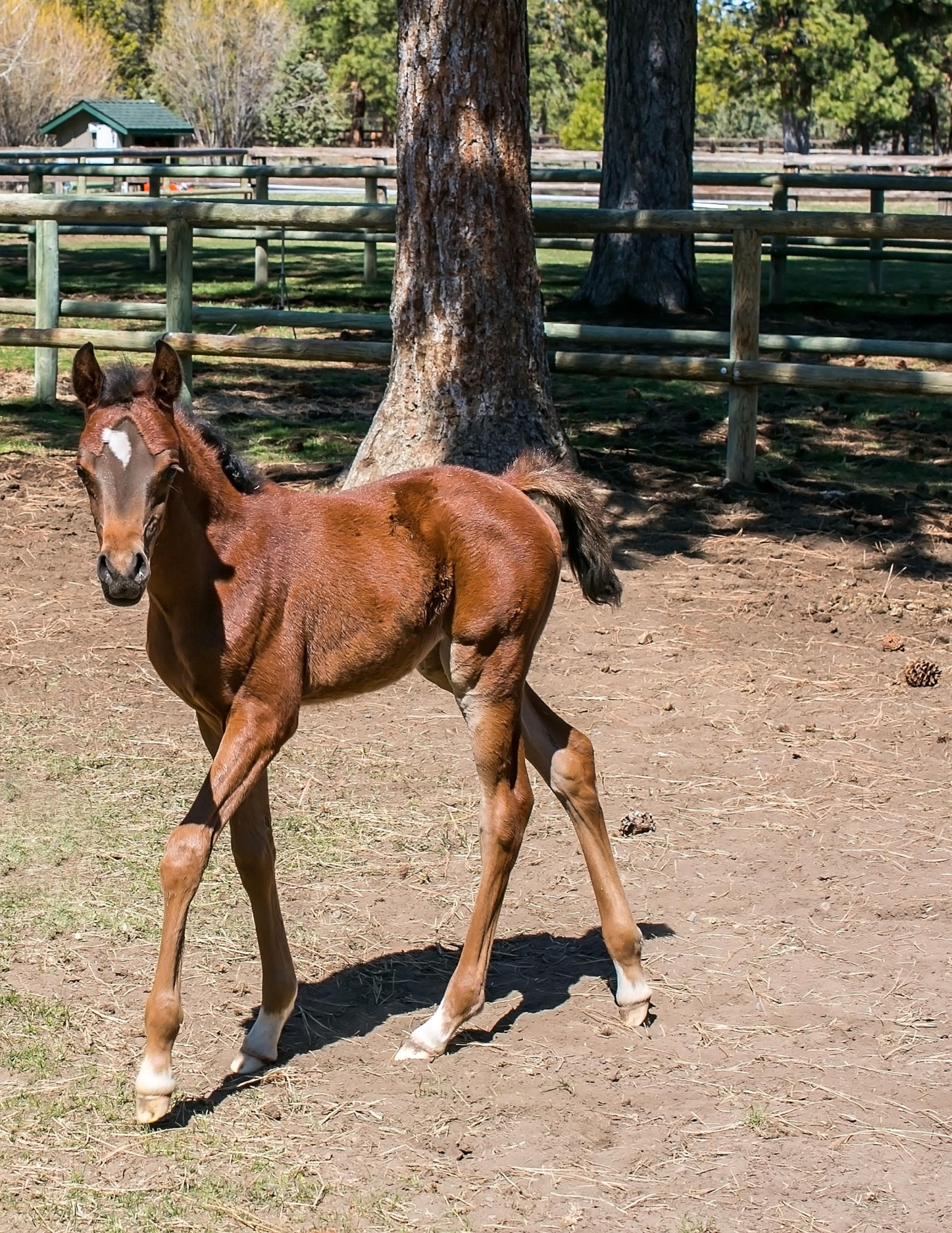 Sisters - Residential