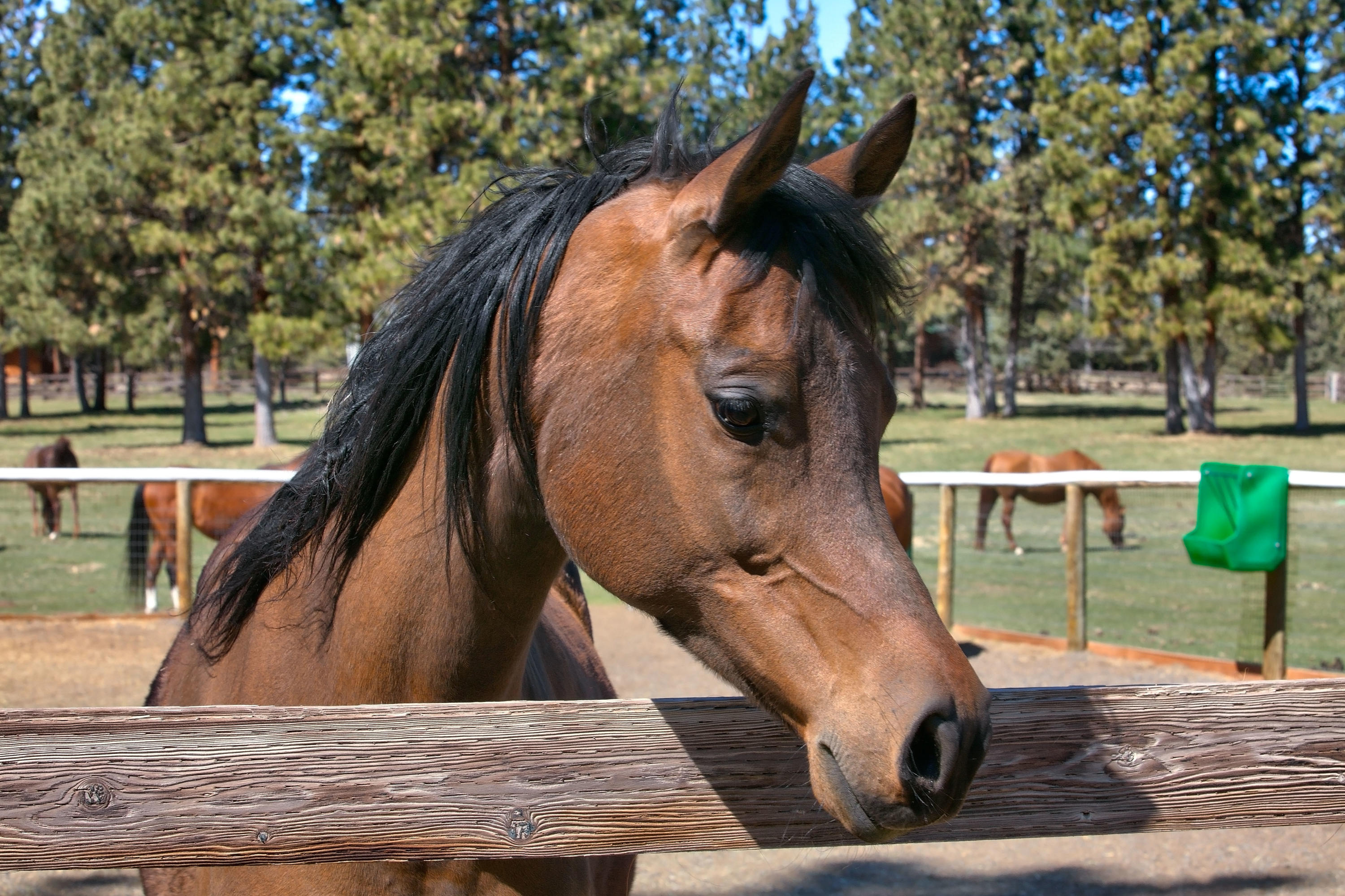 Sisters - Residential