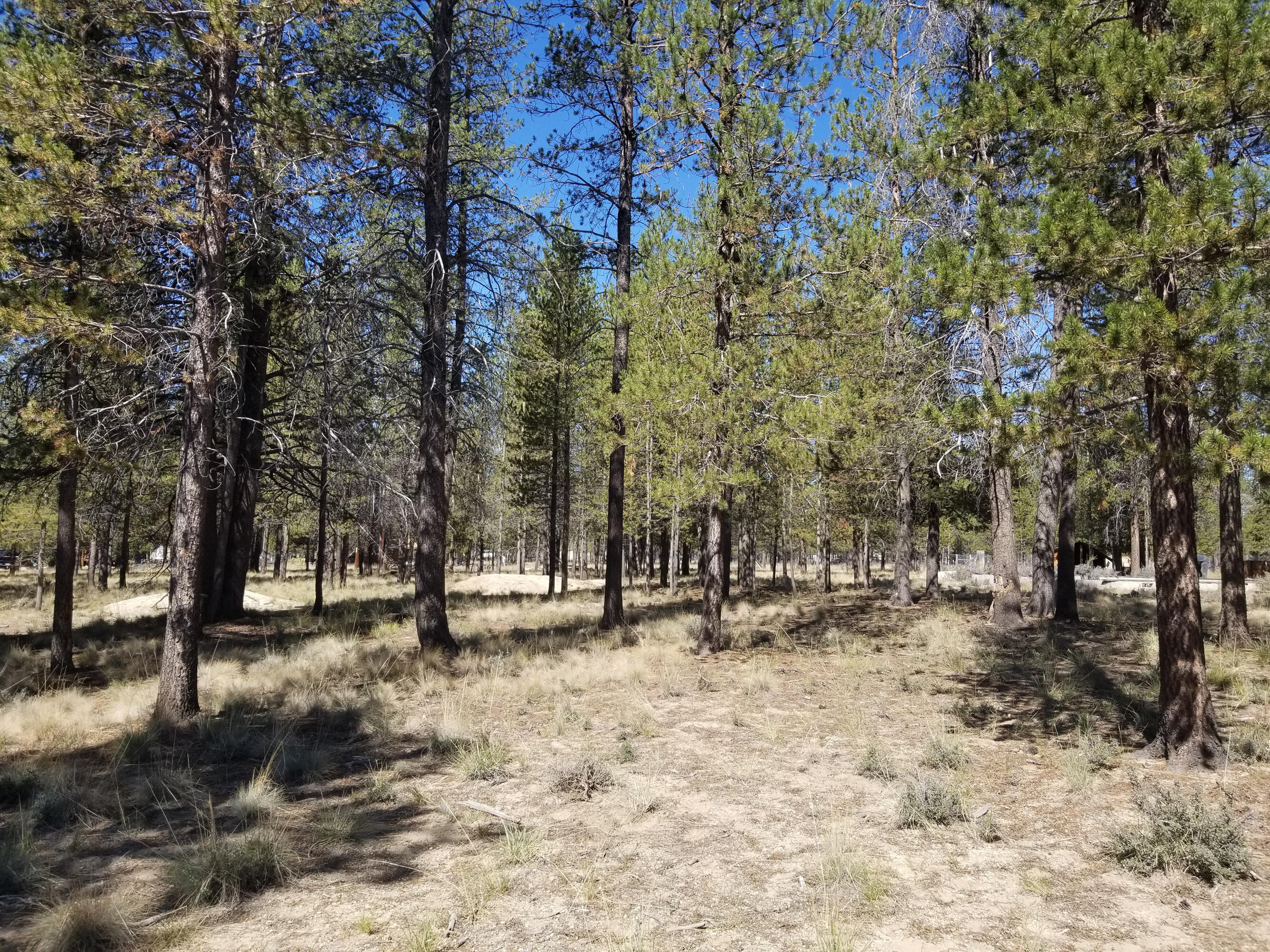 Sun Forest Estates - Land