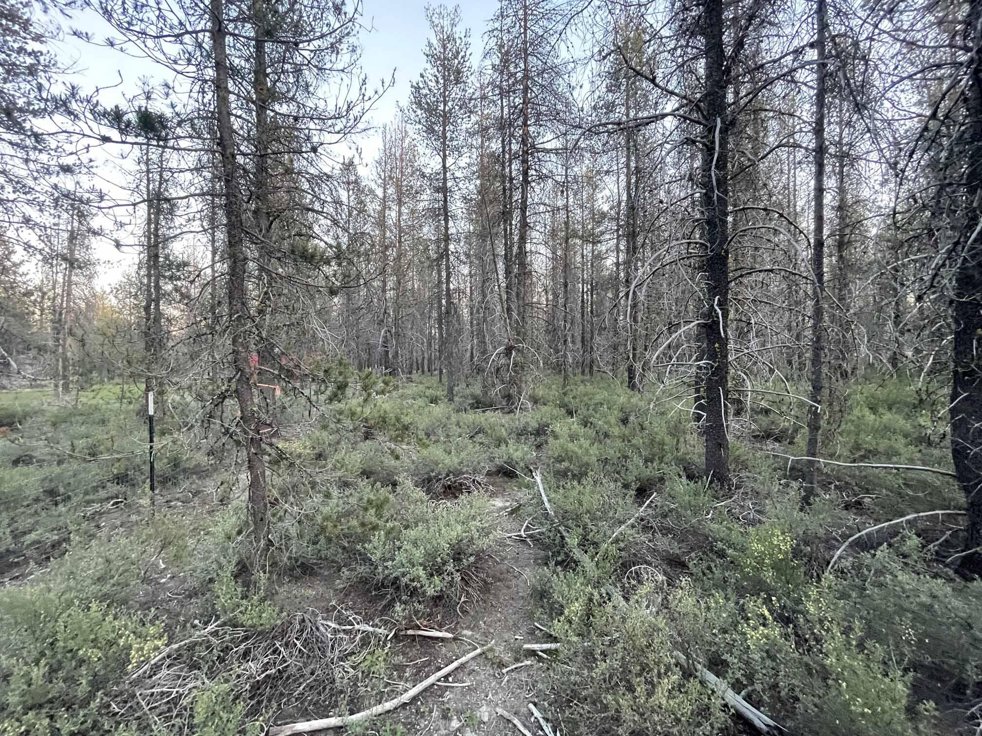 Mt. Scott Meadow - Land