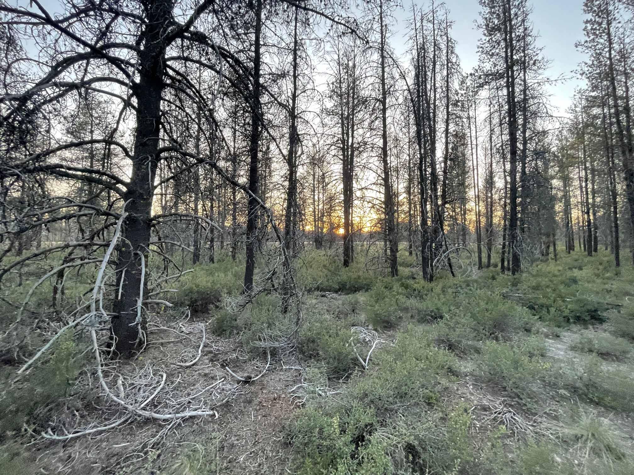 Mt. Scott Meadow - Land