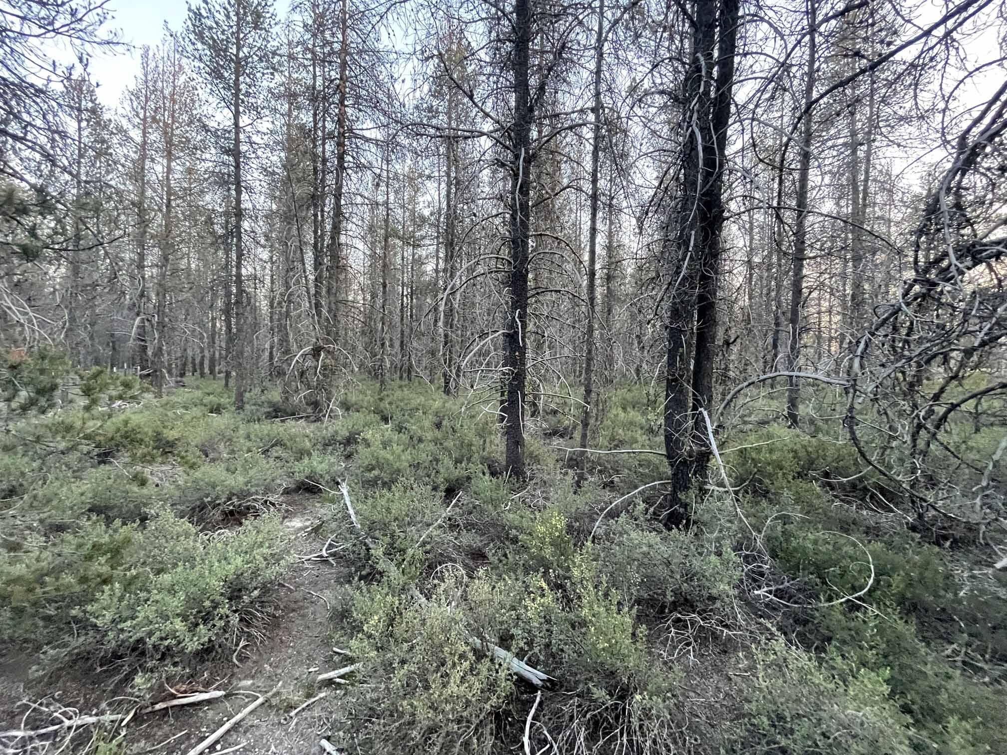 Mt. Scott Meadow - Land