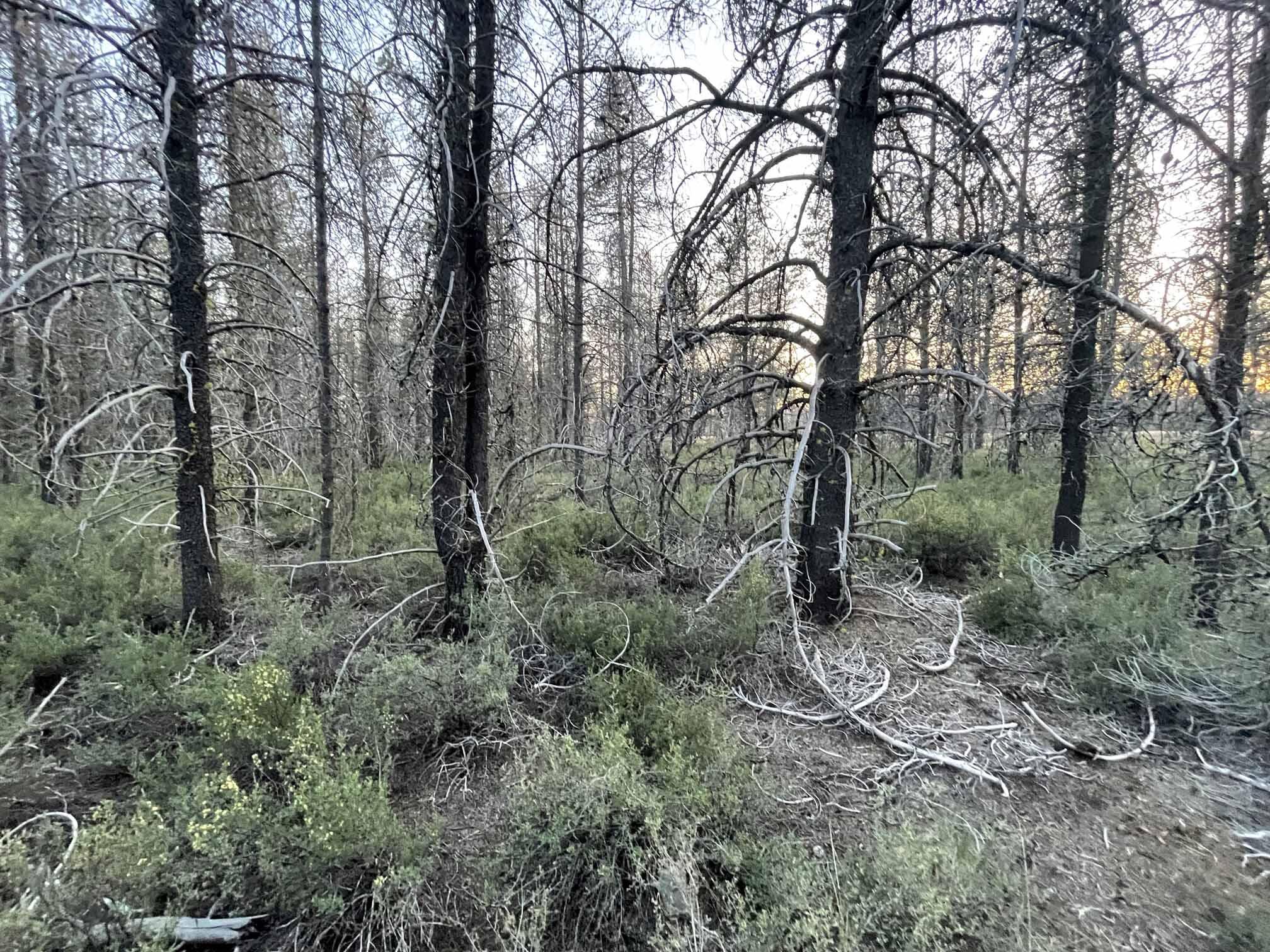 Mt. Scott Meadow - Land