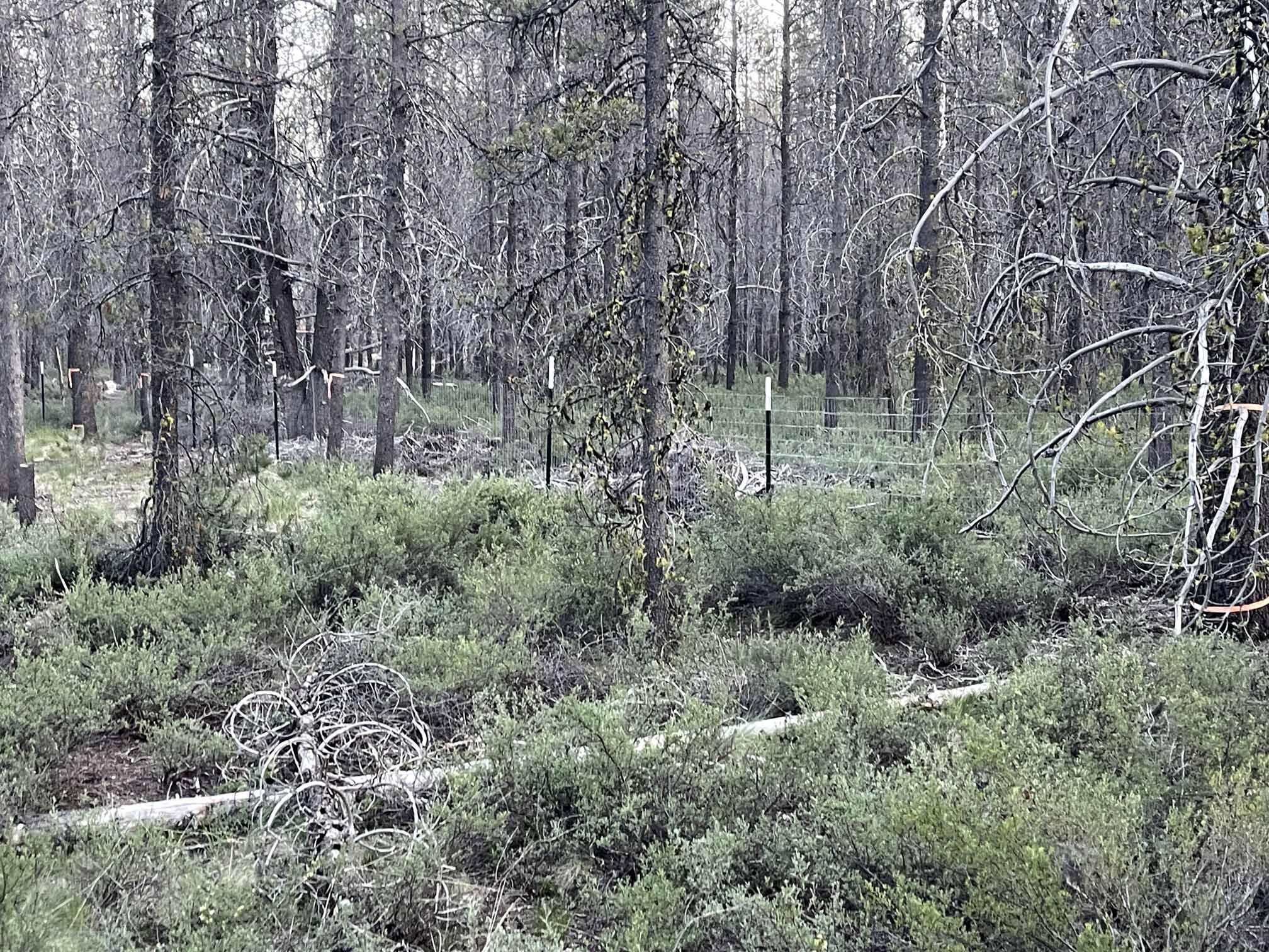 Mt. Scott Meadow - Land