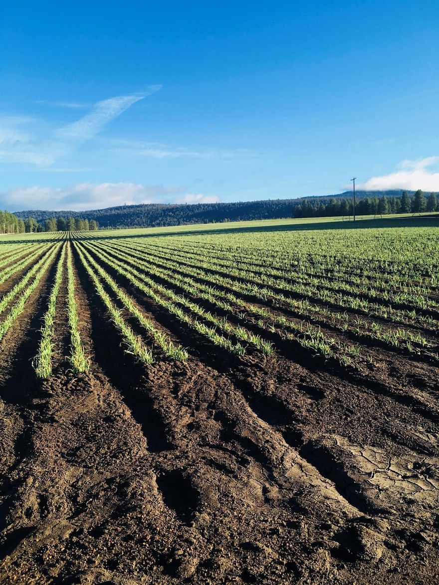 Hard to find Yonna Valley farm with irrigation well-- 454 total acres with 424 acres of water rights. Sellers have grown potatoes, carrots, garlic, onions, grass and alfalfa hay. One Valley Center Pivot (7 tower) and one Valley Center Pivot (6 tower) and 8 wheel lines, along with 400 h.p. pump. Property includes two hay barns and domestic well and septic for future home. Listing broker is one of sellers.
