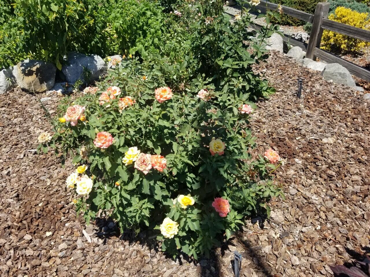 Westerly Meadows Subdivision - Residential