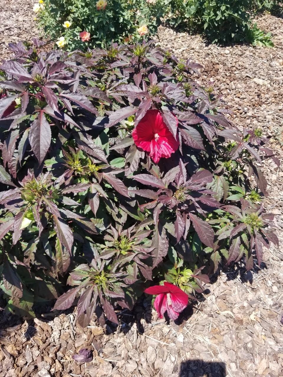 Westerly Meadows Subdivision - Residential