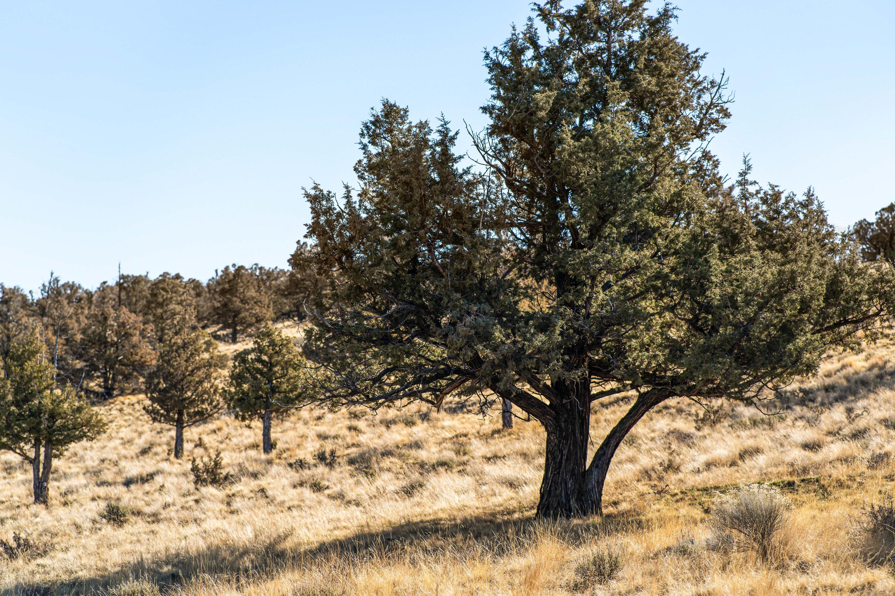 Ridge At Eagle Crest - Land