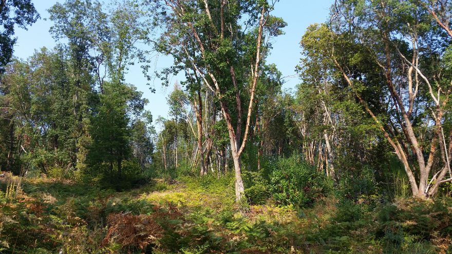 Vacant 21+/- acre rural parcel located in northern Josephine County in southwest Oregon. The property offers majestic views of the surrounding area. Located nearly three miles to the quaint town of Wolf Creek and access to Interstate 5. Adjoins nearly 3000 acres of federal land. An adjoining 22+/- acre lot is also available for purchase. There are no improvements on the property but it does have a rocked access. Property received home site approval in 2017, buyer to perform their own due diligence regarding current status of the home site.