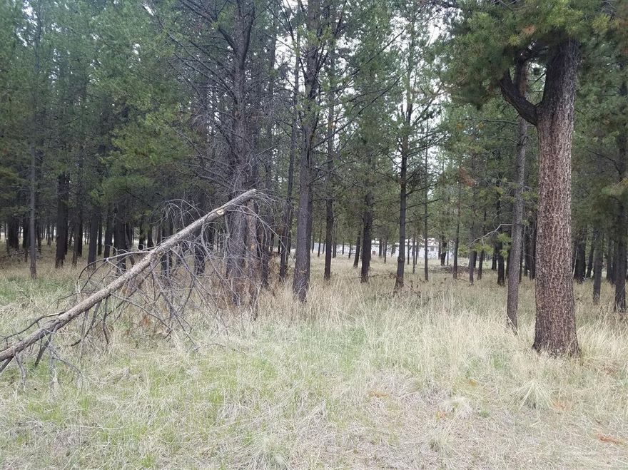 Great lot on paved road - septic installed - may need updating area of shallow wells. Power at the street.