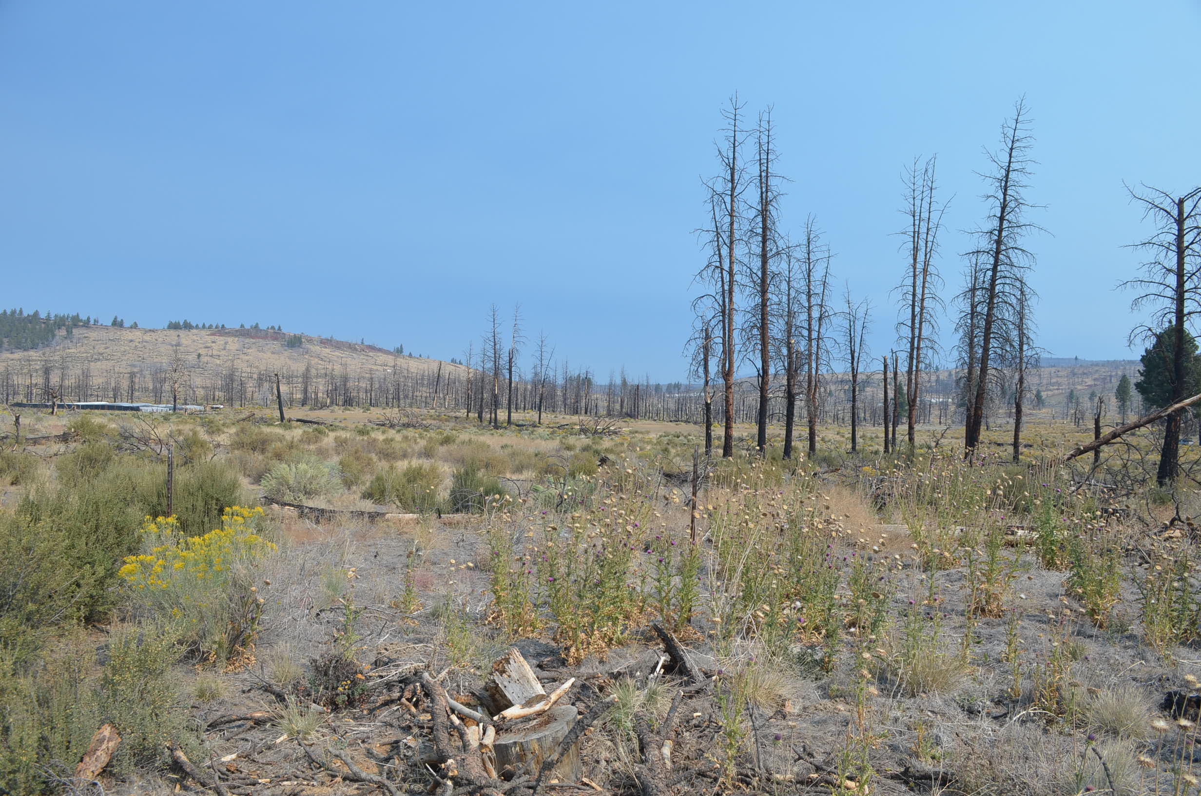 Klamath Forest Estates - Land