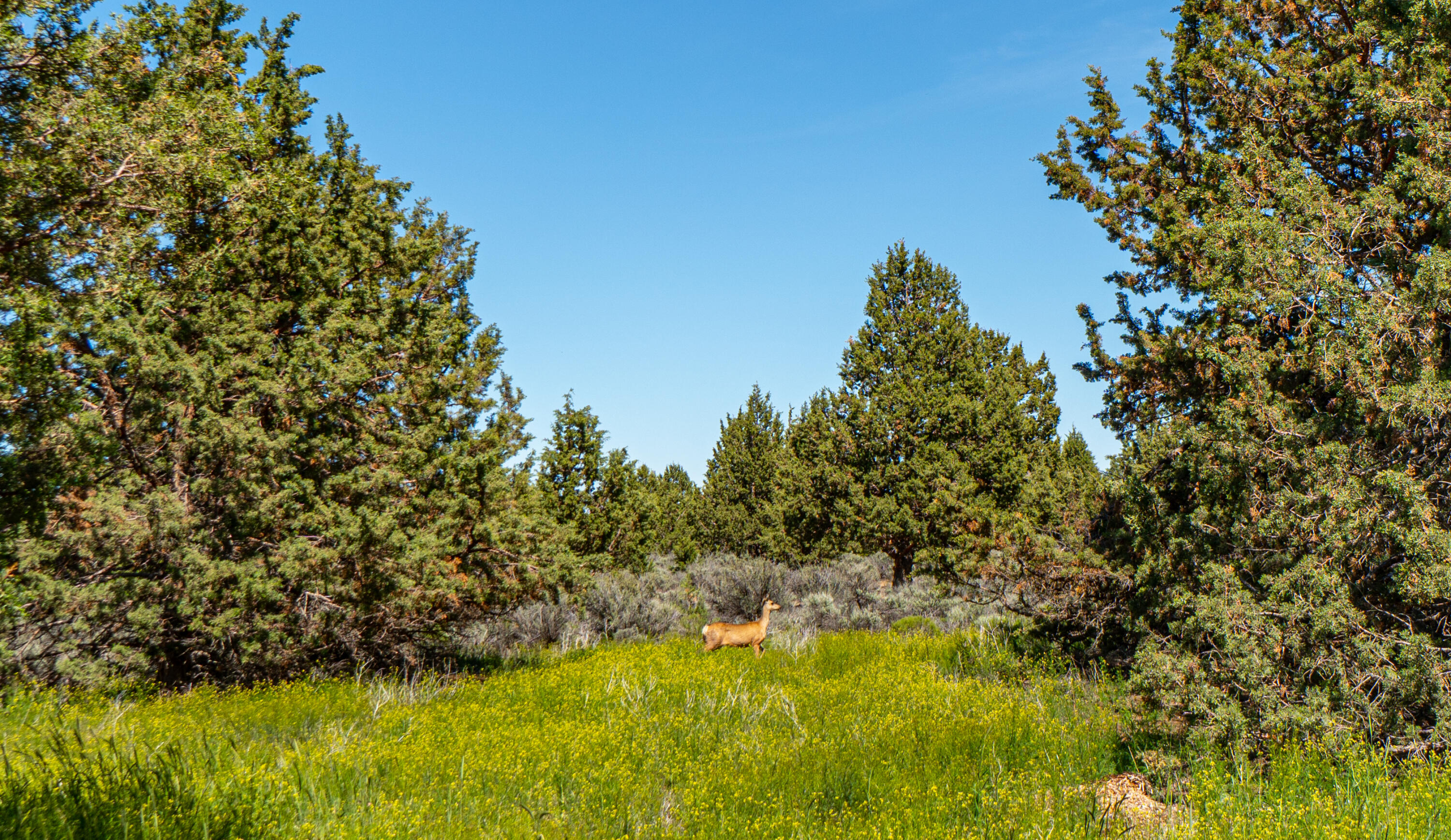Lane Knolls - Residential