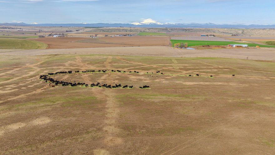 Spanning over 51,087 deeded acres with an additional 15,000 acres of BLM grazing permits, the ranch encompasses an impressive 66,000 acres of diverse and productive land. This property has been a highly successful commercial cattle operation, with an ideal mix of fertile valley meadows, 2,438.4 acres of irrigated hay ground, and expansive grazing rangelands. The operation is rated for 1,200-1,500 mother cows, ensuring long-term sustainability and profitability. With a perimeter of over 100 miles, the breathtaking landscapes ensure no two days look the same. The ranch is fully equipped with a variety of living spaces, including an elegant owner's home featuring a gourmet stainless steel kitchen, four-bedroom suites, 2.5 baths, and a grand fireplace room. Additional accommodations include multiple manager and ranch-hand residences, remote hunting cabins, a dance hall, a church, and a rodeo arena with amenities.