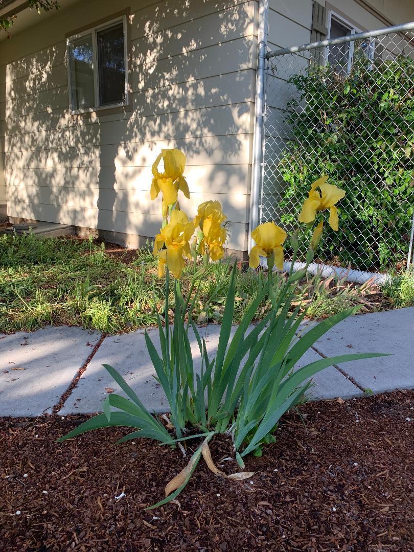Mazama Gardens - Residential